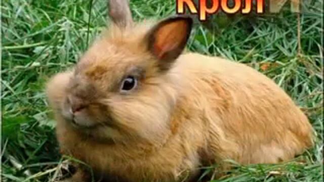 Домашние животные. Истории для малышей!