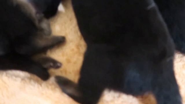 ВЗВЕШИВАНИЕ ЩЕНКОВ НЕМЕЦКОЙ ОВЧАРКИ НА 6 ДЕНЬ ЖИЗНИ. КЛИЧКИ. смотреть онлайн