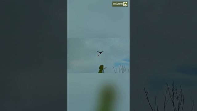 Прекрасная охота на утку в начале сентября. 18+ смотреть онлайн