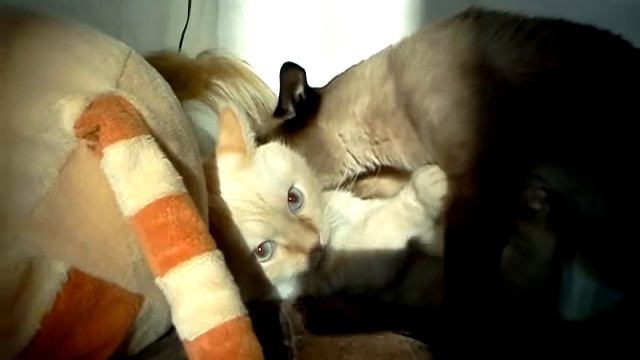 Схватка на дому смотреть онлайн