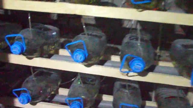 Разведение Австралийских раков 7 смотреть онлайн