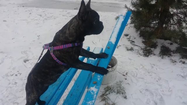 Французский бульдог-8 мес Джуля-отработка команды ФУ смотреть онлайн