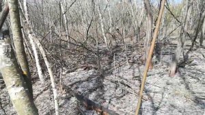 Сморчковые места. Ищем сморчки. Неужели их не будет этой весной!