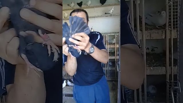 Совет от Гагика 14!Как править лапки пискунов! смотреть онлайн