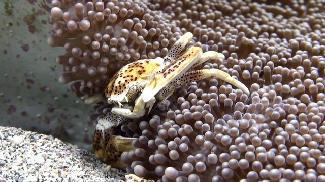 Porzellankrabbe in Zeitlupe u. Macro - Bunaken Island - Sony GW55 смотреть онлайн