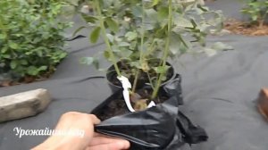 Выбор саженцев Голубики (лохини). Какие лучше 2х или 3х летки?