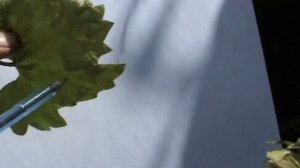 Виноград. Войлочный клещ на винограде признаки поражения и способы защиты