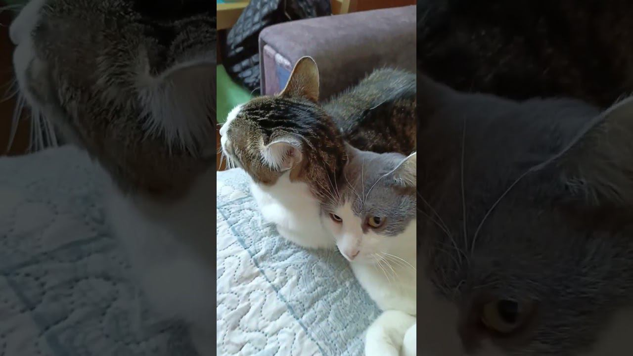 Любовь она такая. #котики #лайк #питомец #мурзик #кот #котик #любовь #мурка #преданность #дружба смотреть онлайн