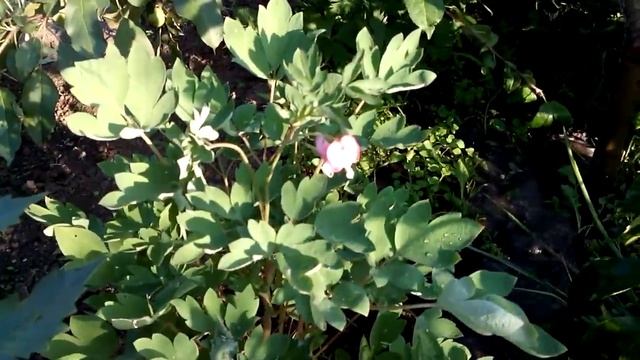 Работы на земельном участке. Кладка печи в процессе. Поливайся со мной. смотреть онлайн