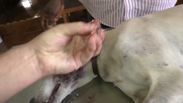 Remove mangoworms from dog - Remove mango worms from dog skin Удалите манговых червей с кожи собаки