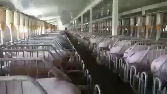 ПРОДАЖА ФЕРМЫ НА 12 000 ГОЛОВ, ЗЕМЕЛЬНЫЙ УЧАСТОК 400 ГА В КРАСНОДАРСКОМ КРАЕ смотреть онлайн