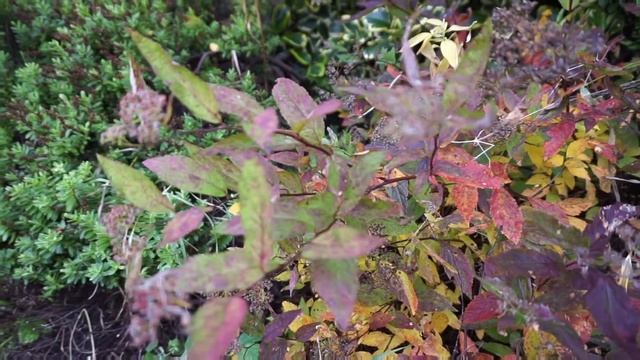 Sony a5000 Camera | Video Test смотреть онлайн