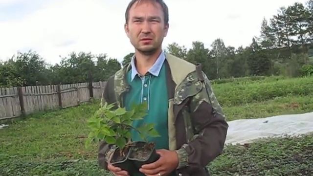 Выращивание ежевики. Саженцы ежевики оптом. смотреть онлайн