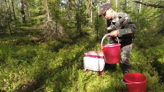 Сбор черники. смотреть онлайн