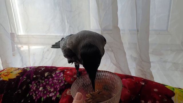 ВСЕ НАШИ ЖИВОТНЫЕ смотреть онлайн