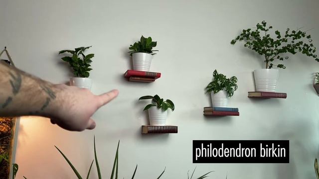 HOUSEPLANT TOUR 2021 PT 2 | Meet My Indoor Plants