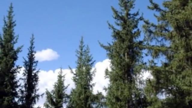 Ах как хочется в синий лес.... смотреть онлайн