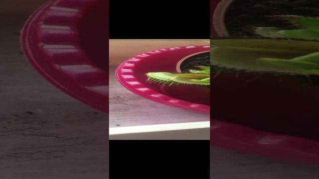 Венерина мухоловка ловит муху, кормлю с руки. Venus flycatcher catches a fly, I feed it with my hand смотреть онлайн