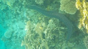 Гигантская Мурена. Отель Domina Coral Bay. Шарм Эль Шейх