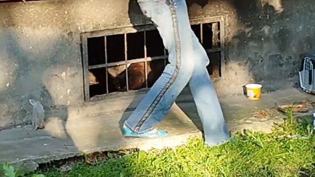 Беру на ручки уличную кошку Юную Бубусю. Приют Петербург смотреть онлайн
