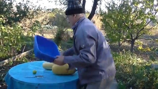 Как собрать семена кабачков. Семечки из кабачков смотреть онлайн