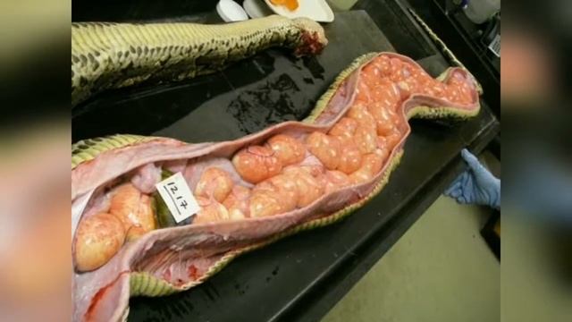 People Cut Open A Giant Python To Find Out Something That It Hadn't Eaten смотреть онлайн
