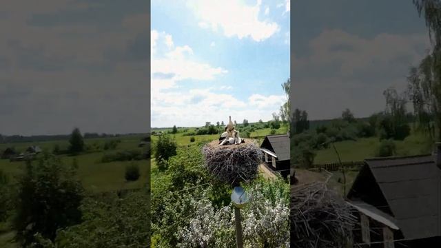 Аисты с высоты Аиста! ? смотреть онлайн