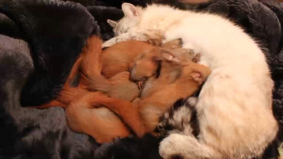 Кошка усыновила белок смотреть онлайн