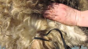 Второй способ кастрации.