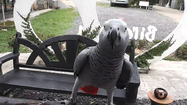 Paradise Park Farm on Samui Попугаи смотреть онлайн