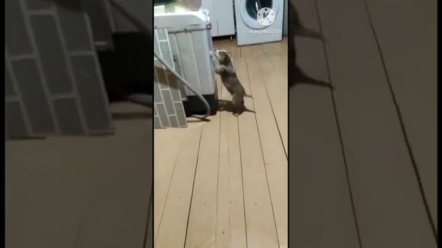 Обучение щенка охотничьей лайки смотреть онлайн