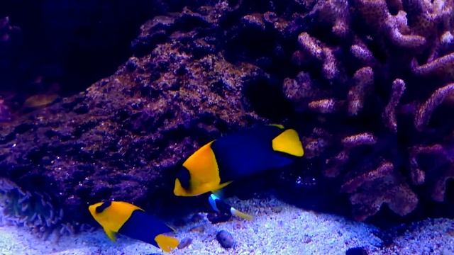Bicolor Angelfish, Centropyge Bicolor