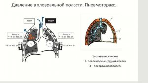Внешнее дыхание.