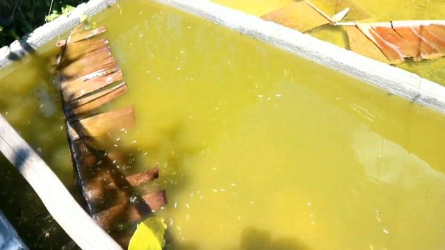 My technique for fast and healthy propagation of mollies смотреть онлайн