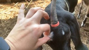 Обезроживание коз резинками.