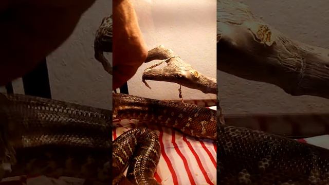Mы снимаем кожу y змеи\Tirando a pele á cobra смотреть онлайн