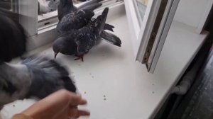 Голуби в квартире??? Серьезно? Смотри до конца!