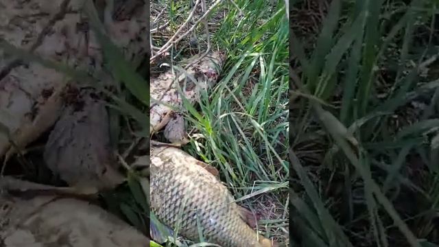 сырдария рыбалка смотреть онлайн