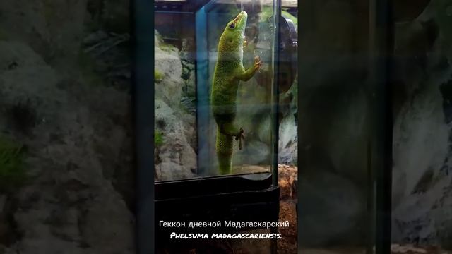 Геккон Мадагаскарский. Красивые кадры из зоомагазина