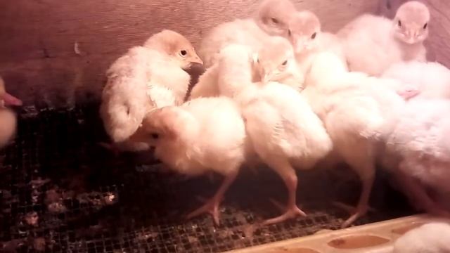 индюшата смотреть онлайн