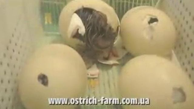 Страус: от снесенного яйца до первых шагов смотреть онлайн