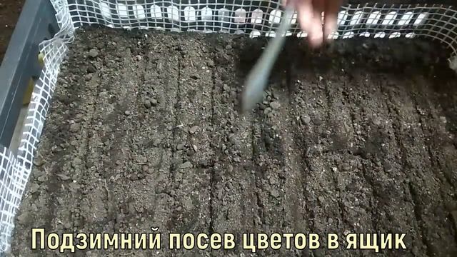 ❗❗❗ПОДЗИМНИЙ ПОСЕВ ЦВЕТОВ В ЯЩИК.СЕЮ ВСЮ ЗИМУ!!!ВСЁ -ПРОСТО!!! смотреть онлайн