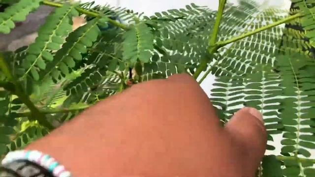 Growing ROYAL POINCIANA = DELONIX REGIA (1year8monthsOLD) смотреть онлайн