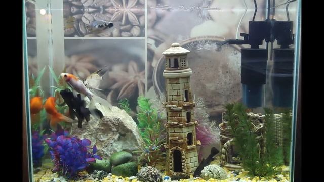 Аквариум с рыбками. Золотая рыбка, телескоп, таракатум, скалярия. смотреть онлайн
