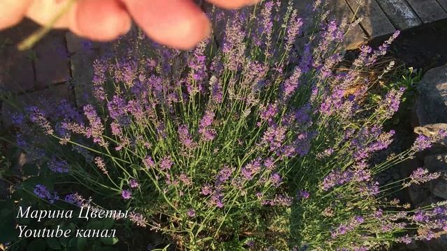 Комедийные Скетчи