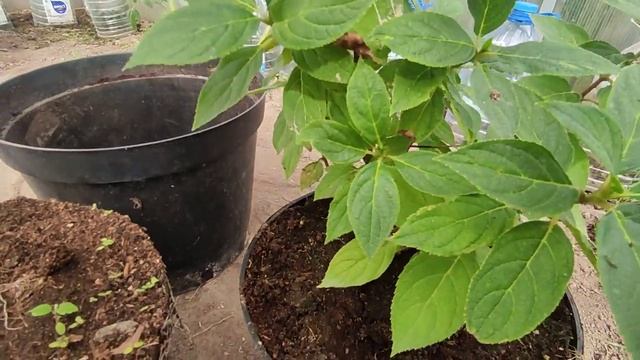 Как наросла гортензия Геркулес после низкой весенней обрезки смотреть онлайн