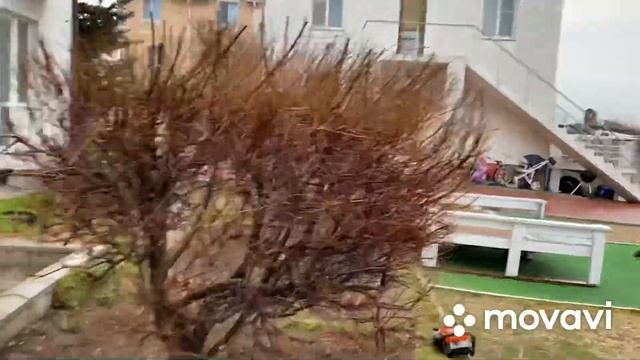 Тамарикс в форме кубика, переделываем в шарик. смотреть онлайн