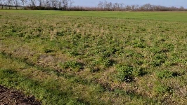 24.04.22 Великдень. всходит фацелия.