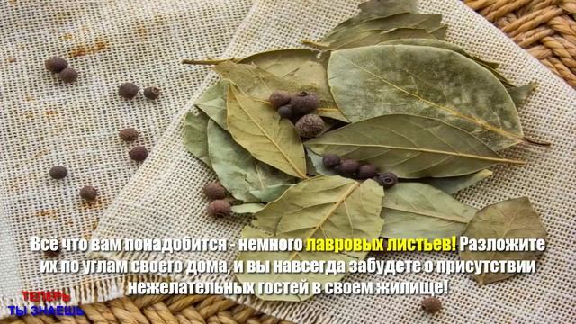 НАСЕКОМЫЕ Боятся ЭТИХ Листьев, Как ОГНЯ !!! ЭФФЕКТИВНЕЕ Способа УЖЕ НЕ Найти… смотреть онлайн