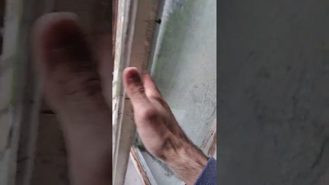 Стриж залетел в окно. Swift flew into window. смотреть онлайн